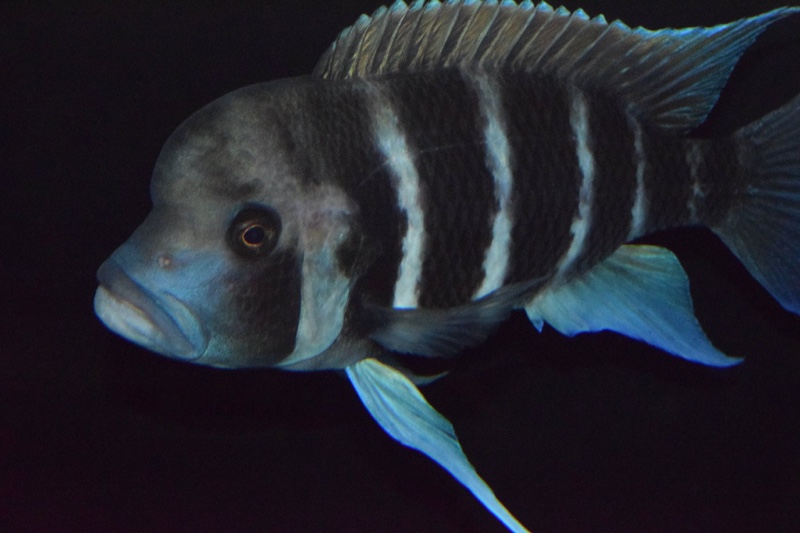 Cyphotilapia frontosa 'Kigoma'